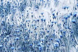 Kornblumen Vintage  im Sommer