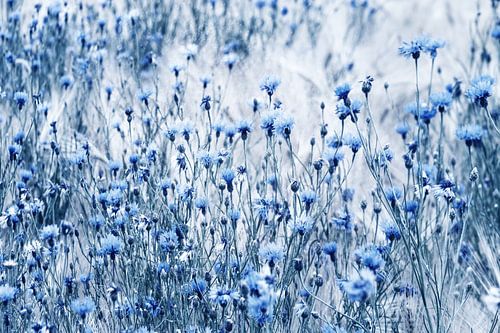 Kornblumen Vintage  im Sommer