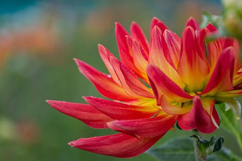 Dahlia
