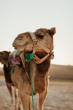 Kameel in Marokko | Agafay desert van Joke van Veen