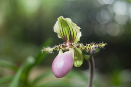 Paphiopedilum glaucophyllum von Richard Wareham