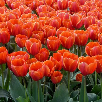 Tulipes orange sur MMFoto