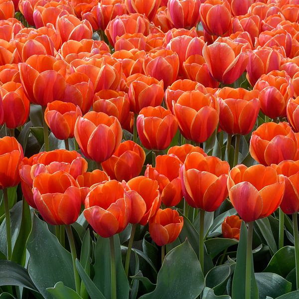 Oranje Tulpen van MMFoto