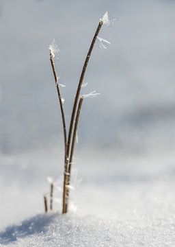Ice leaves by Anouschka Hendriks