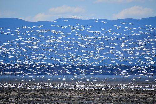 Sneeuwganzen op de rivier in de lente