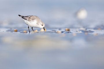 Drieteenstrandloper etend uit schelp