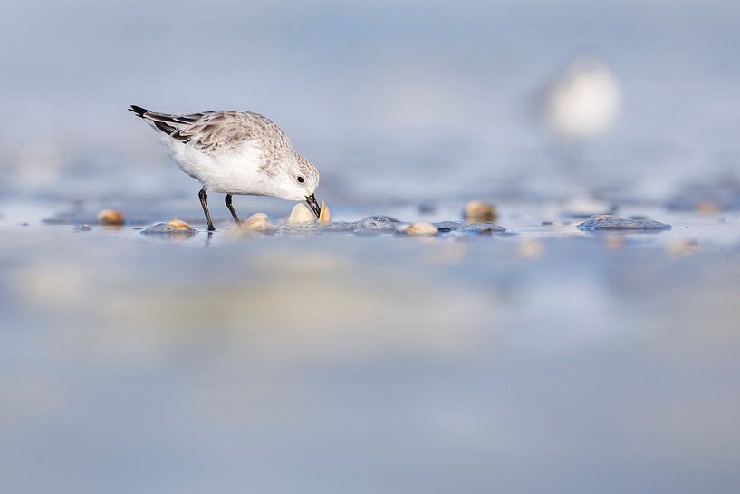 Sanderling frisst von der Schale von Anja Brouwer Fotografie