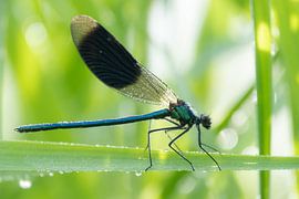 Eine Wiesenlibelle, die auf einem Schilfhalm balanciert von Moetwil en van Dijk - Fotografie