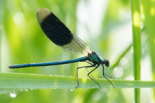 A meadow damselfly balancing on a reed stalk