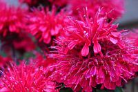 Monarda