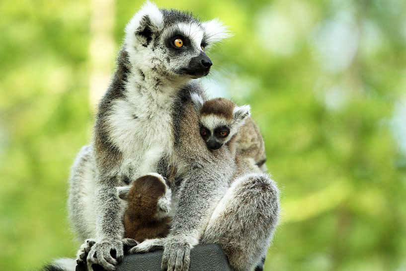 Ringstaartmaiki-family by san image