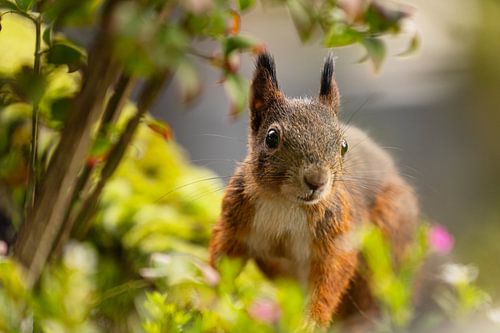 Eekhoorn - Fluff Love