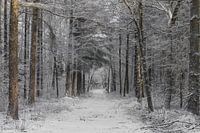 Into the woods II