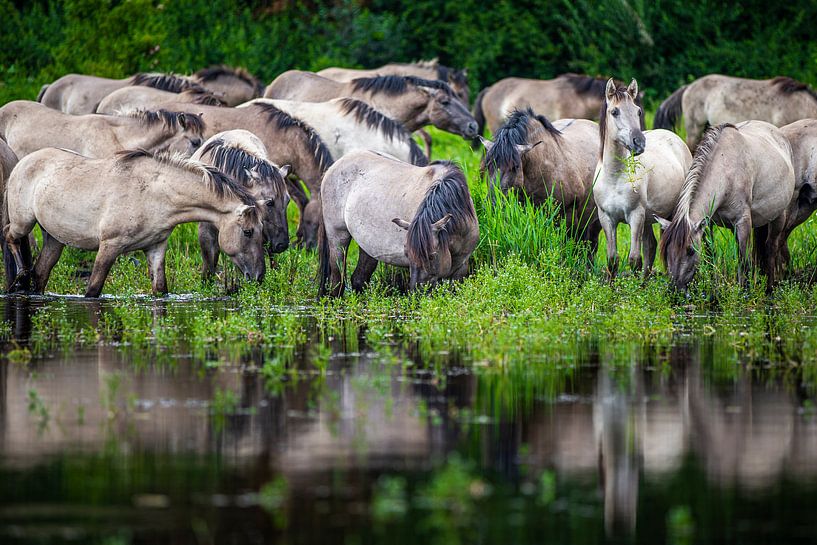 Troupeau de chevaux Konik par Inge Wiedijk