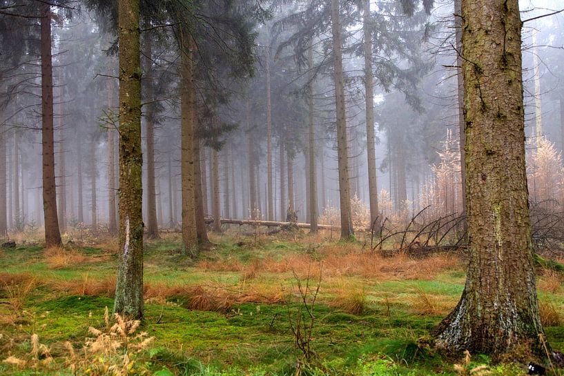 Mistig  dennenbos in de herfst van Patricia Hofmeester