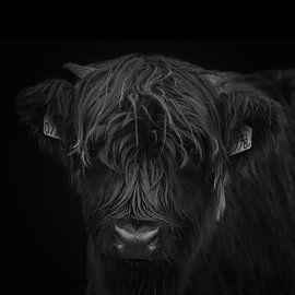 Scottish Highlander by PeetMagneet