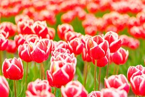 Tulpen in Rot und Weiß bei Sonnenuntergang in Holland