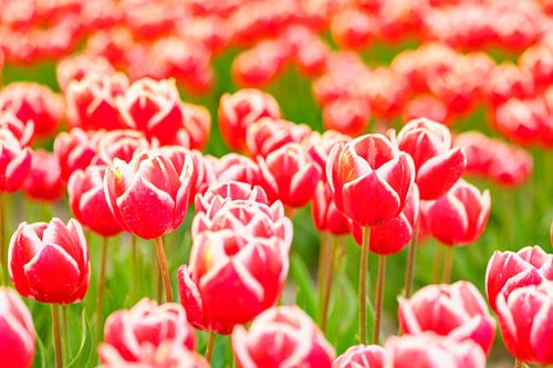 Tulpen in rood en wit tijdens zonsondergang in Nederland