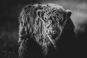 Zwart wit close-up foto van schotse hooglander kalf die imposant kijkt