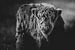 Schwarzweiß-Nahaufnahme eines schottischen Hochlandkalbs, das beeindruckend aussieht von Maarten Oerlemans