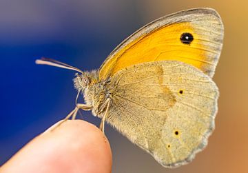 Großes Ochsenauge Maniola jurtina Schmetterling auf der Hand von Animaflora PicsStock