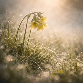Spring flowers in the morning dew by Christina Bauer Photos