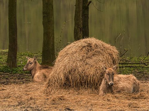 Stilleven met hooi en herten