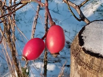 rose hips