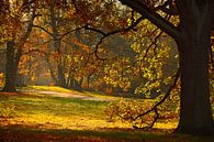 Herbst mit seinem bunten Blättern. von Dieter Ludorf Miniaturansicht