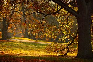 Herbst mit seinem bunten Blättern. von Dieter Ludorf