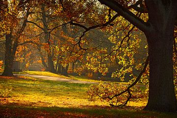 Herfst met zijn kleurrijke bladeren. van Dieter Ludorf