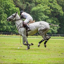 Polospieler auf seinem Grau von Hamperium Photography