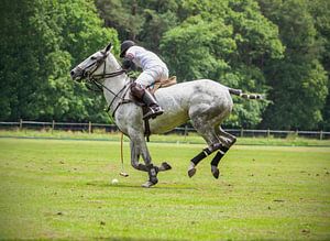 Joueur de polo sur son gris