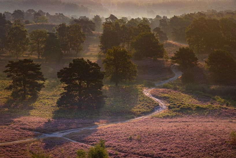 Sunrise at Brunssummer Heide / Heather Landscape von Maurice Meerten