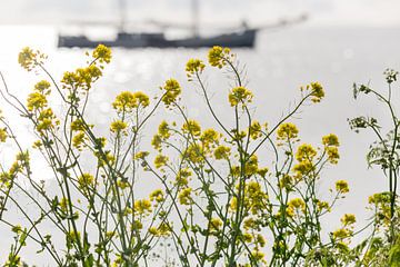 Zeilboot en koolzaad - IJsselmeer