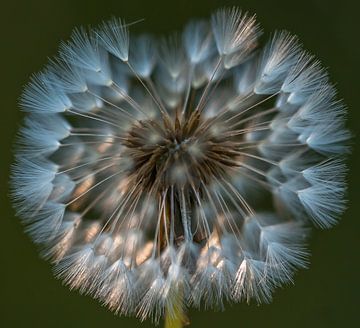 Pluizige Schoonheid 