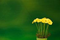 Gerbera 'Jaune par Greetje van Son Aperçu