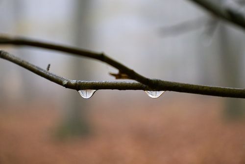 drops on a branch