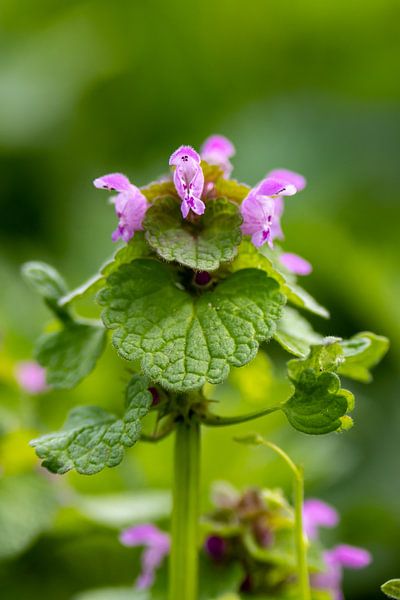 Purple deadnettle by Jack Van de Vin
