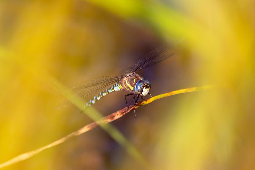 Die Libelle - Elegante Königin der Lüfte von Your Happy Life