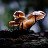 Paddestoelen in het Speulderbos van Eddy Westdijk