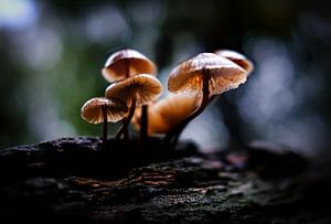 Pilze im Speulder Wald von Eddy Westdijk