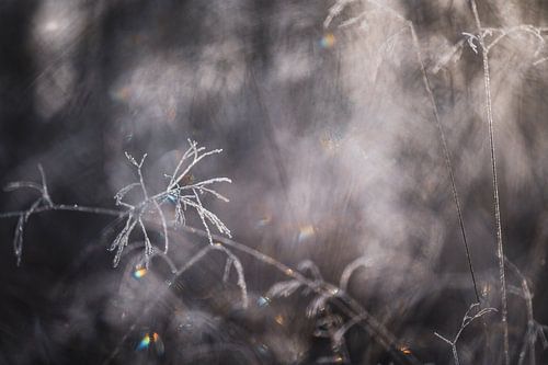 bevroren glitterpracht