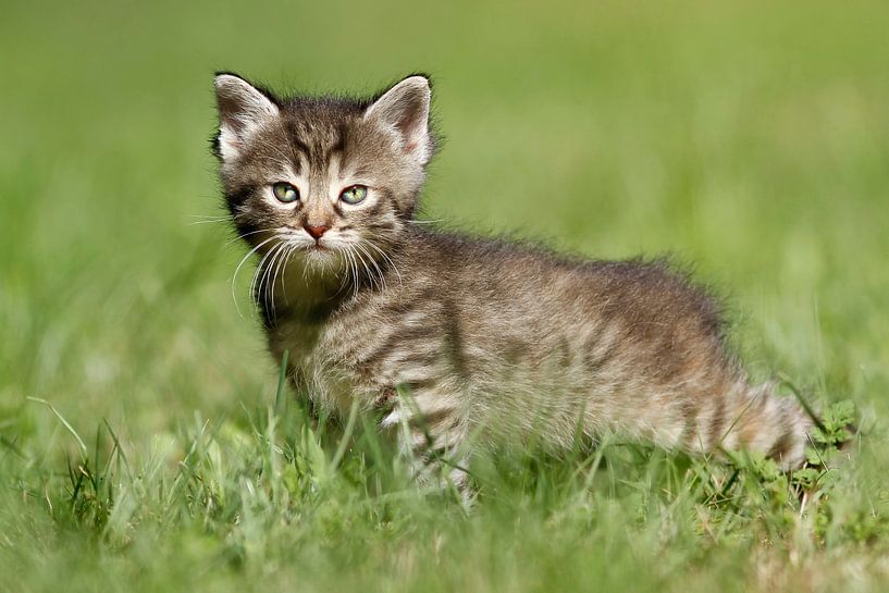 Katzen von Heiko Lehmann