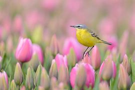 Yellow Wagtail poses on a tulip