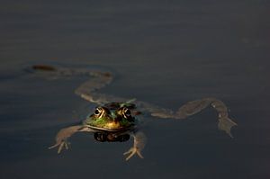 Kikker