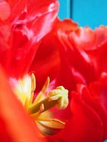 TULPEN LIEBE ROTE TULPE MAKROFOTOGRAFIE
