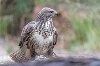 vrouwelijke buizerd bij haar prooi van Sven Scraeyen thumbnail