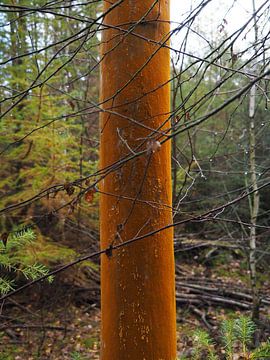 Oranje boom middenin in het bos in Drenthe van Helene Ketzer