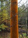 Orange tree in the middle of the forest in Drenthe by Helene Ketzer thumbnail